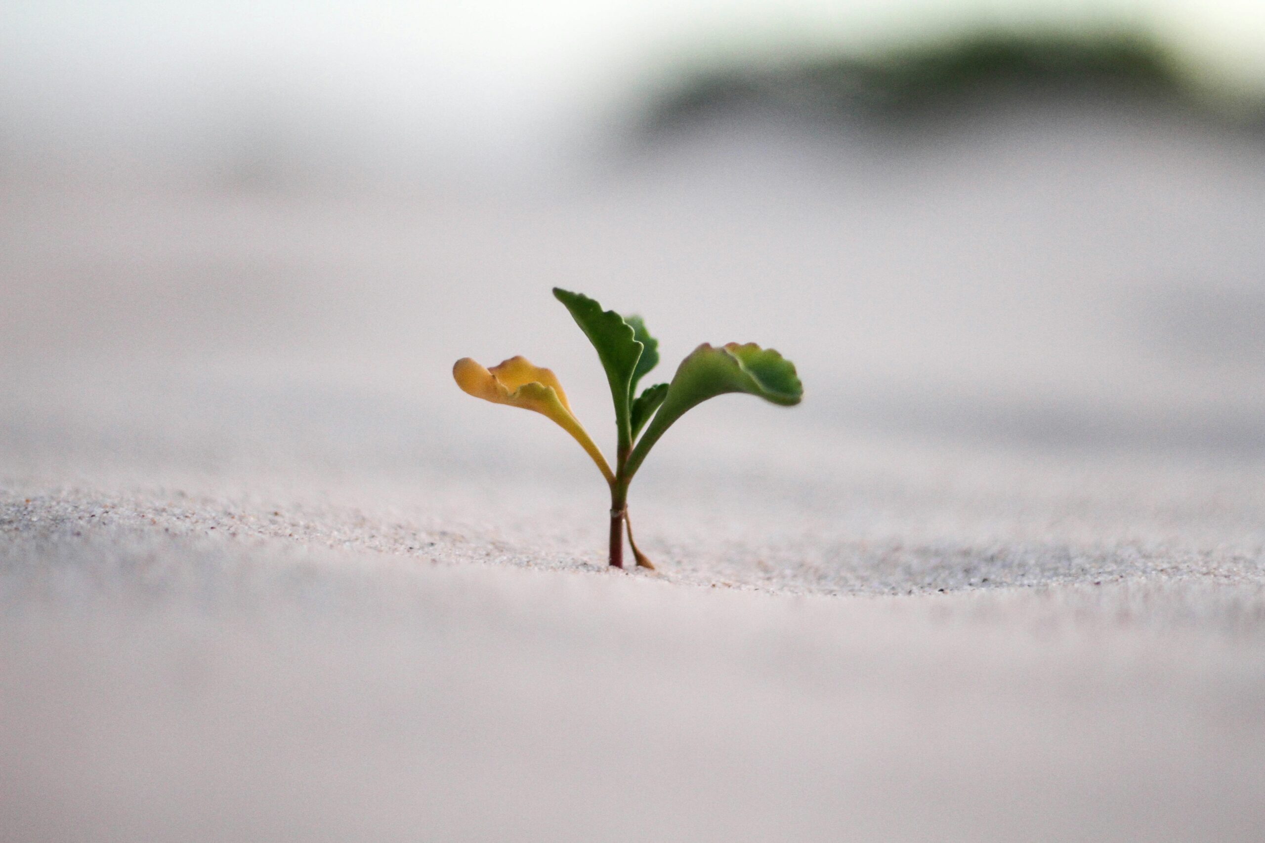 seedling